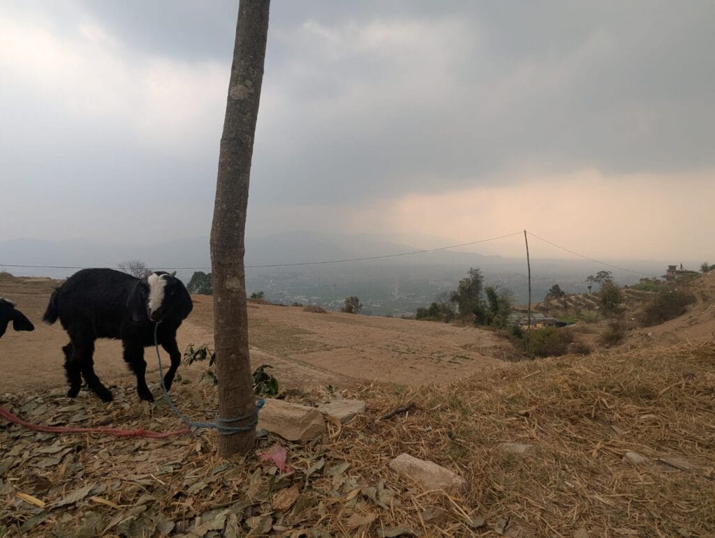 A goat on a mountain in Nagarkot, nepal